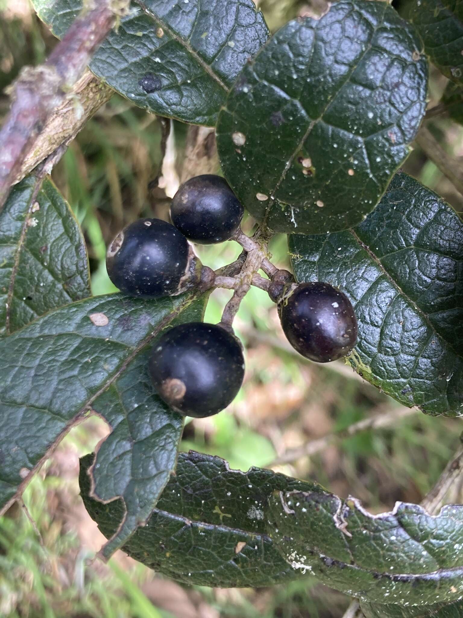 Image of Citharexylum sulcatum Moldenke