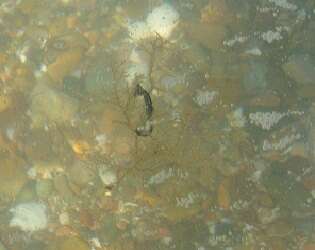 Image of Patagonian Seahorse