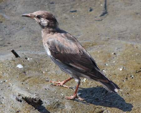 Image of White-cheeked Starling