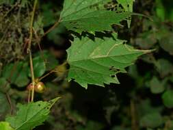 Image of Ampelomyia vitispomum (Osten Sacken 1878)