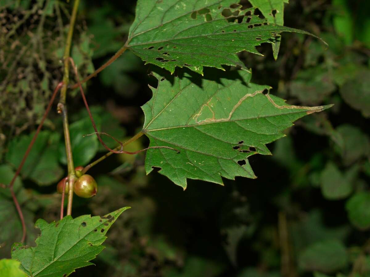 Image of Ampelomyia vitispomum (Osten Sacken 1878)