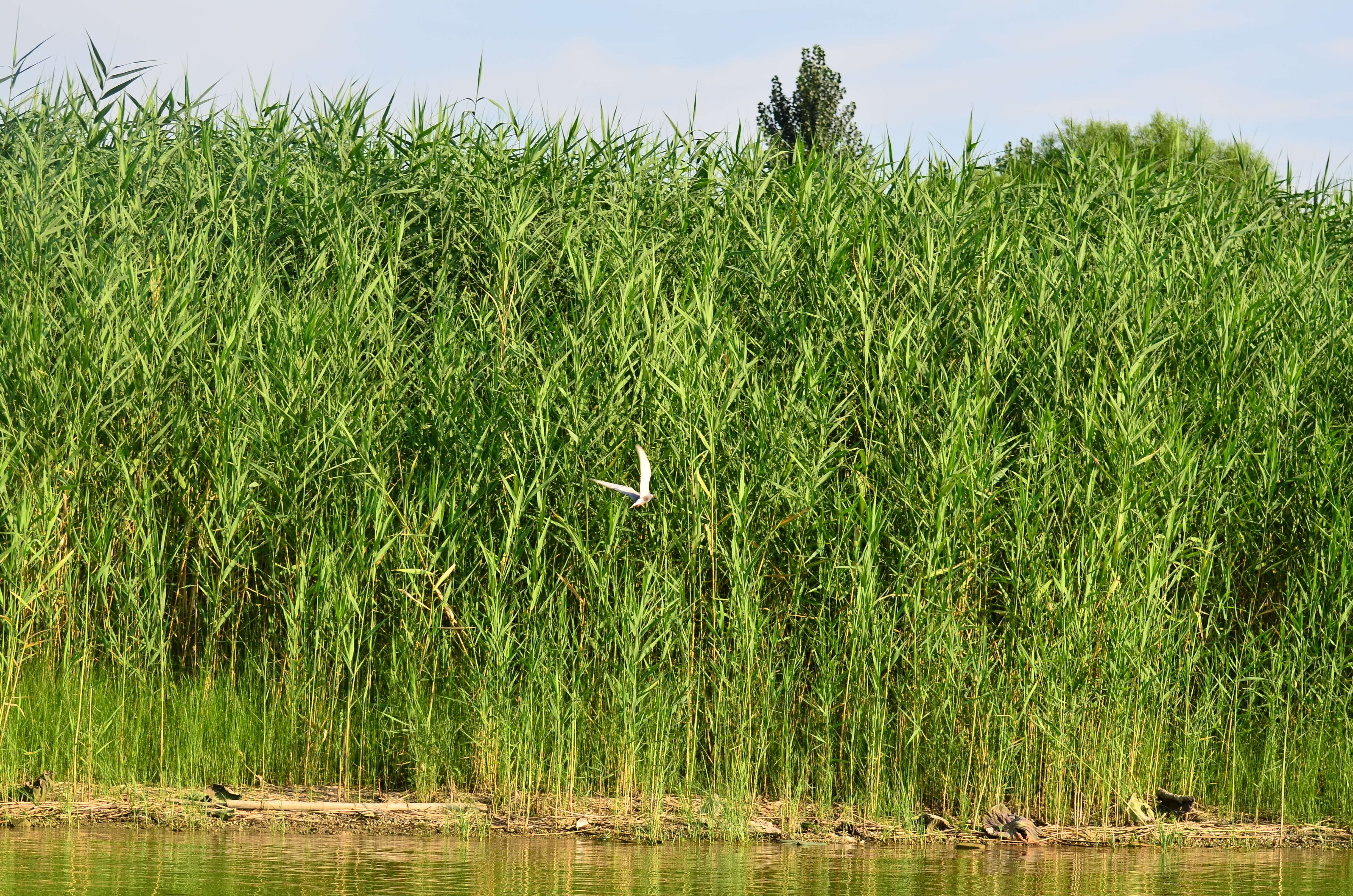 Image of common reed