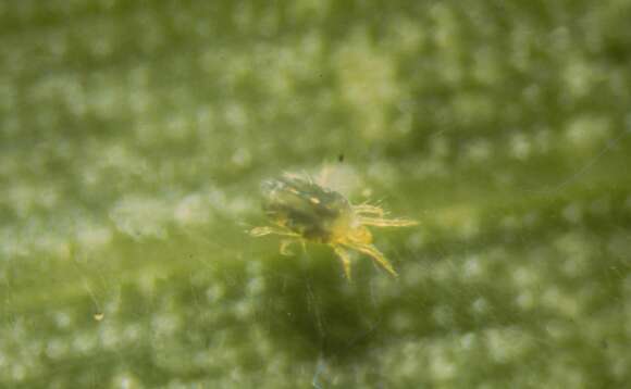 Image of spider mites