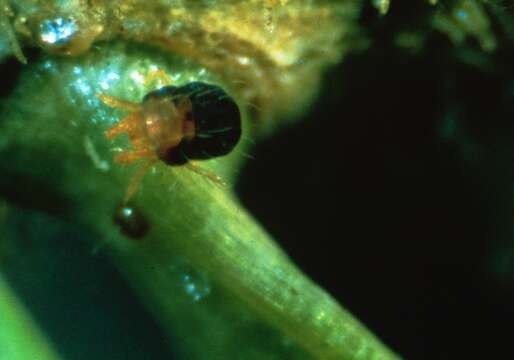 Image of spider mites