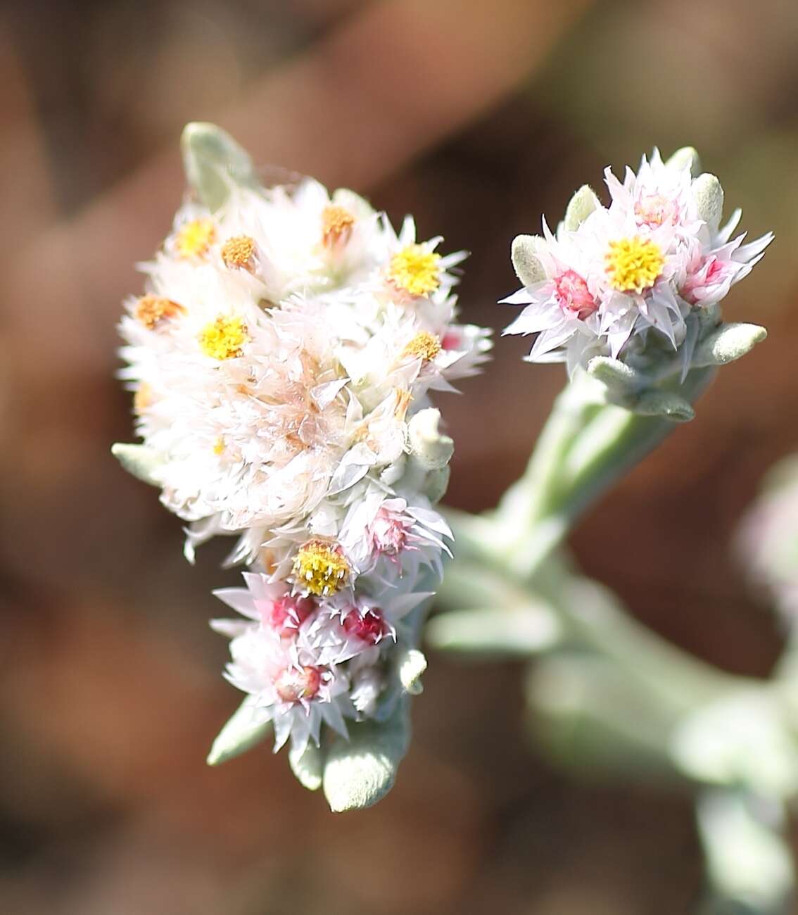 Image of Helichrysum candolleanum Buek