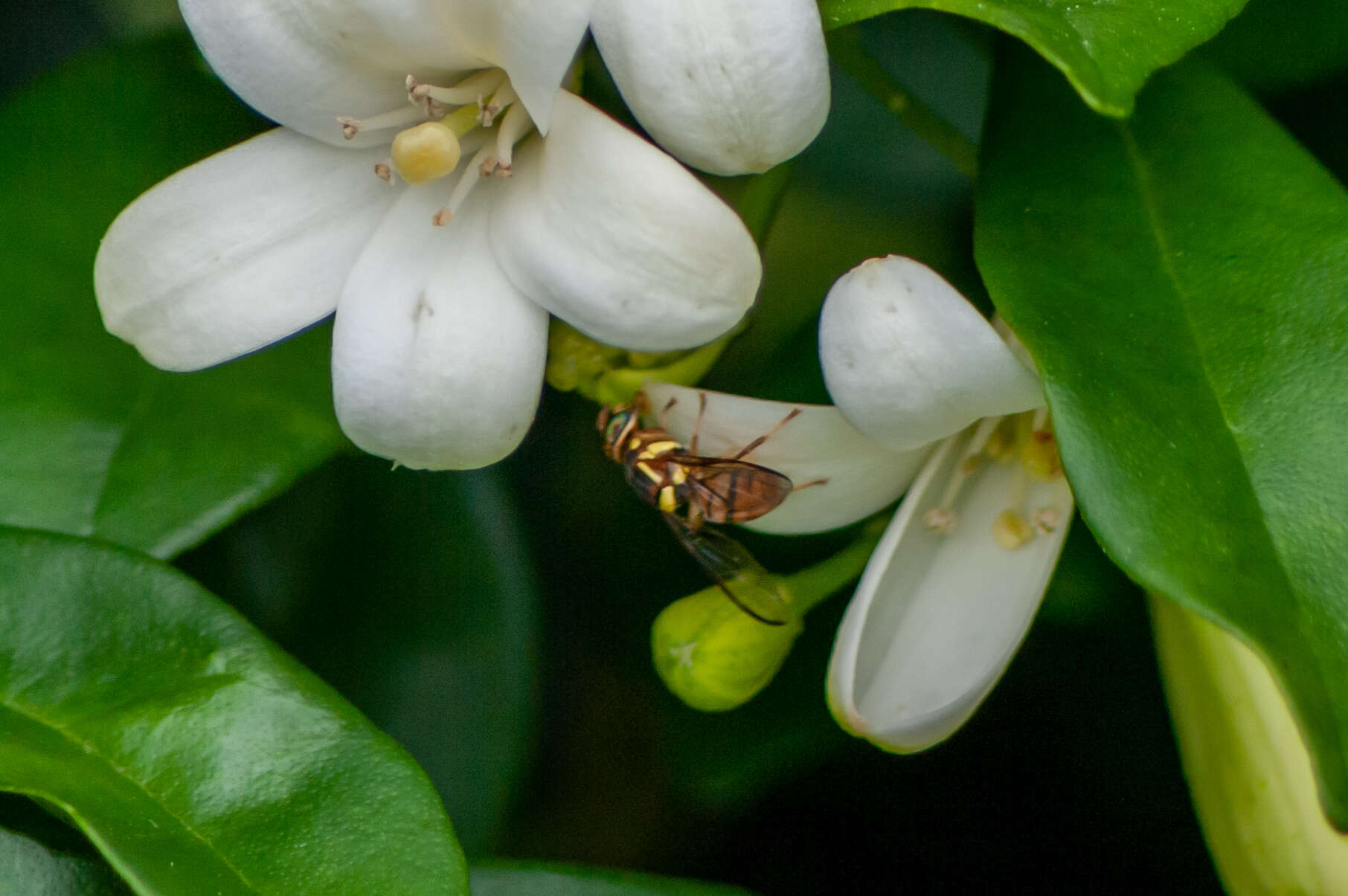 Bactrocera dorsalis (Hendel 1912) resmi