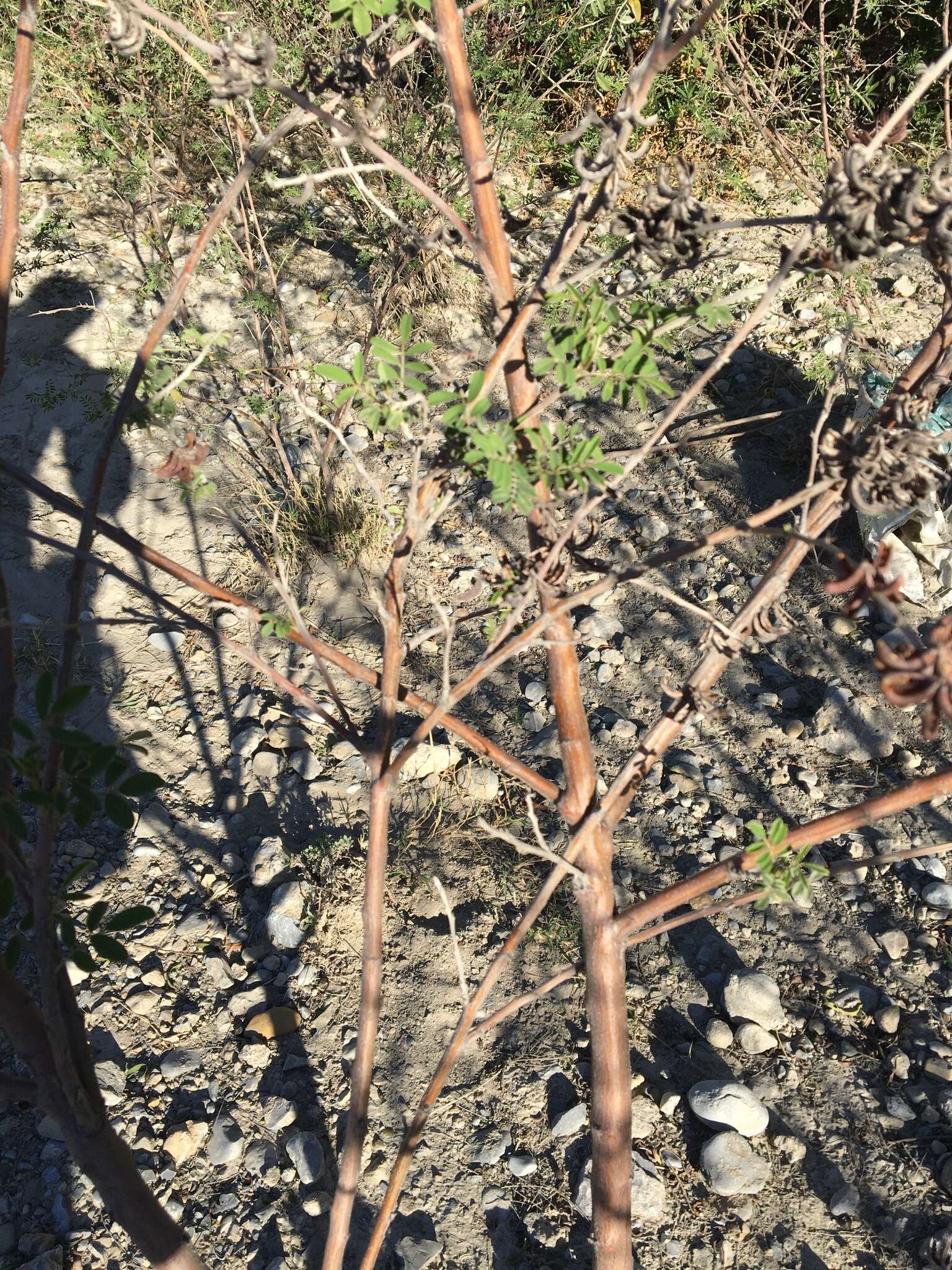 Image of Populus mexicana subsp. mexicana