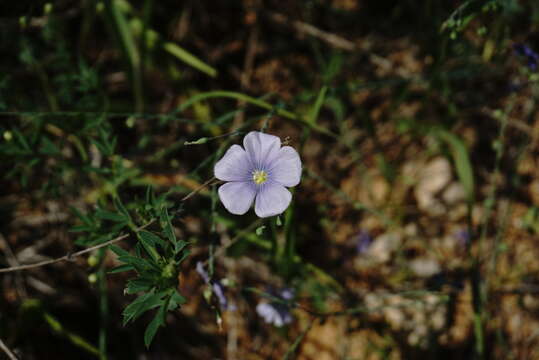 Image of Linum austriacum subsp. austriacum