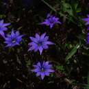 Image of Gentiana pudica Maxim.