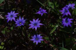 صورة Gentiana pudica Maxim.