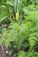 Image of Fritillaria lagodechiana Kharkev.