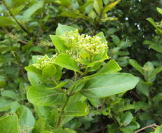 Image of premna