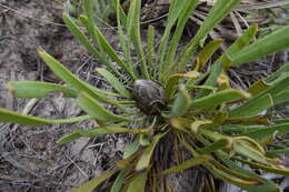 Image of Protea aspera Phillips