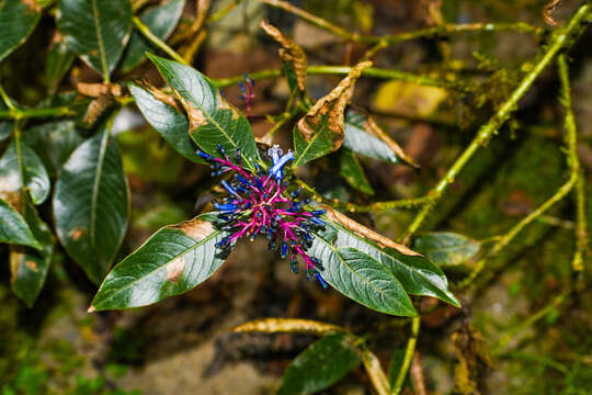 Image of Palicourea amethystina (Ruiz & Pav.) DC.