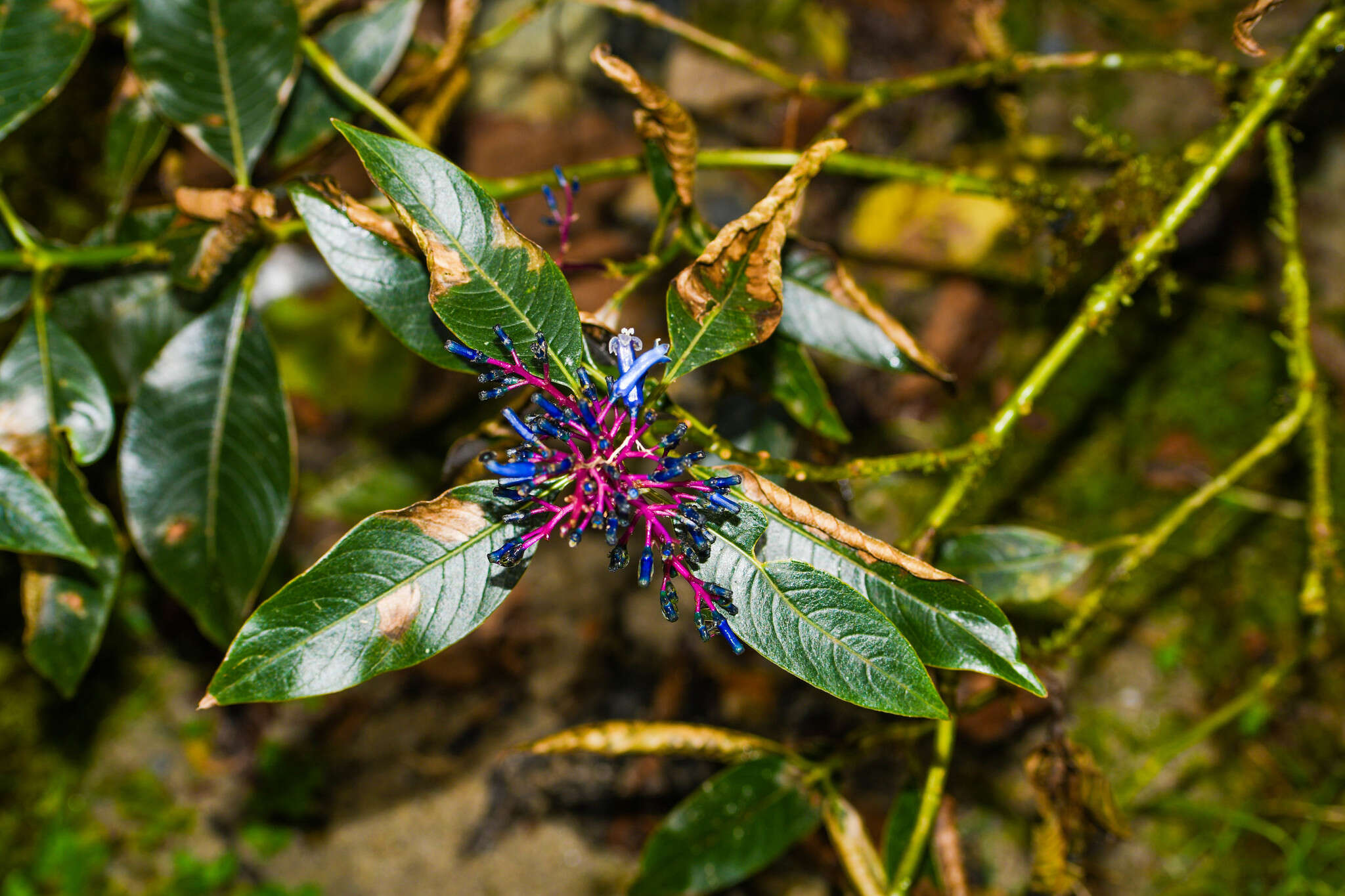 Image of Palicourea amethystina (Ruiz & Pav.) DC.