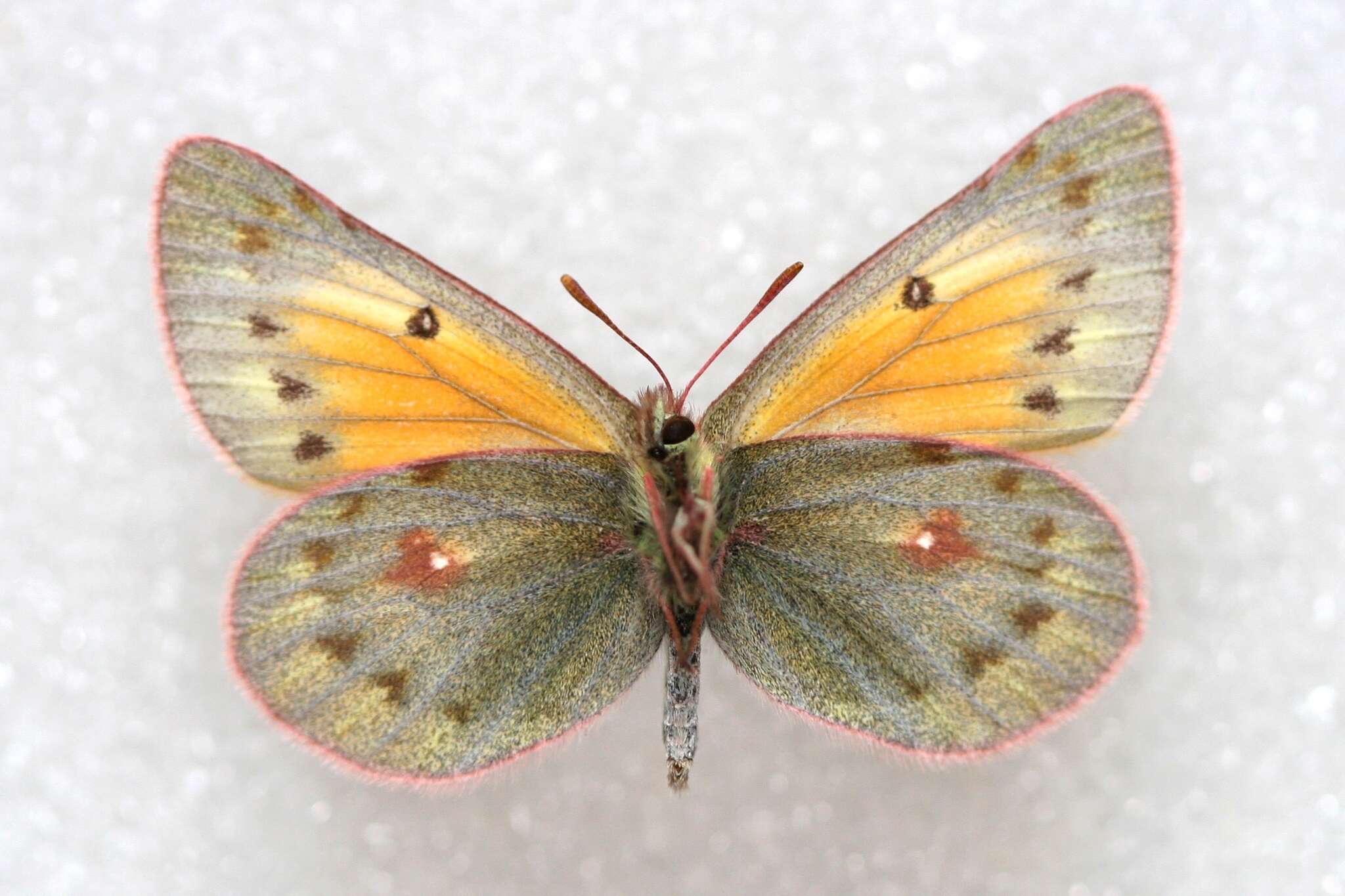 Image of Colias stoliczkana Moore 1878