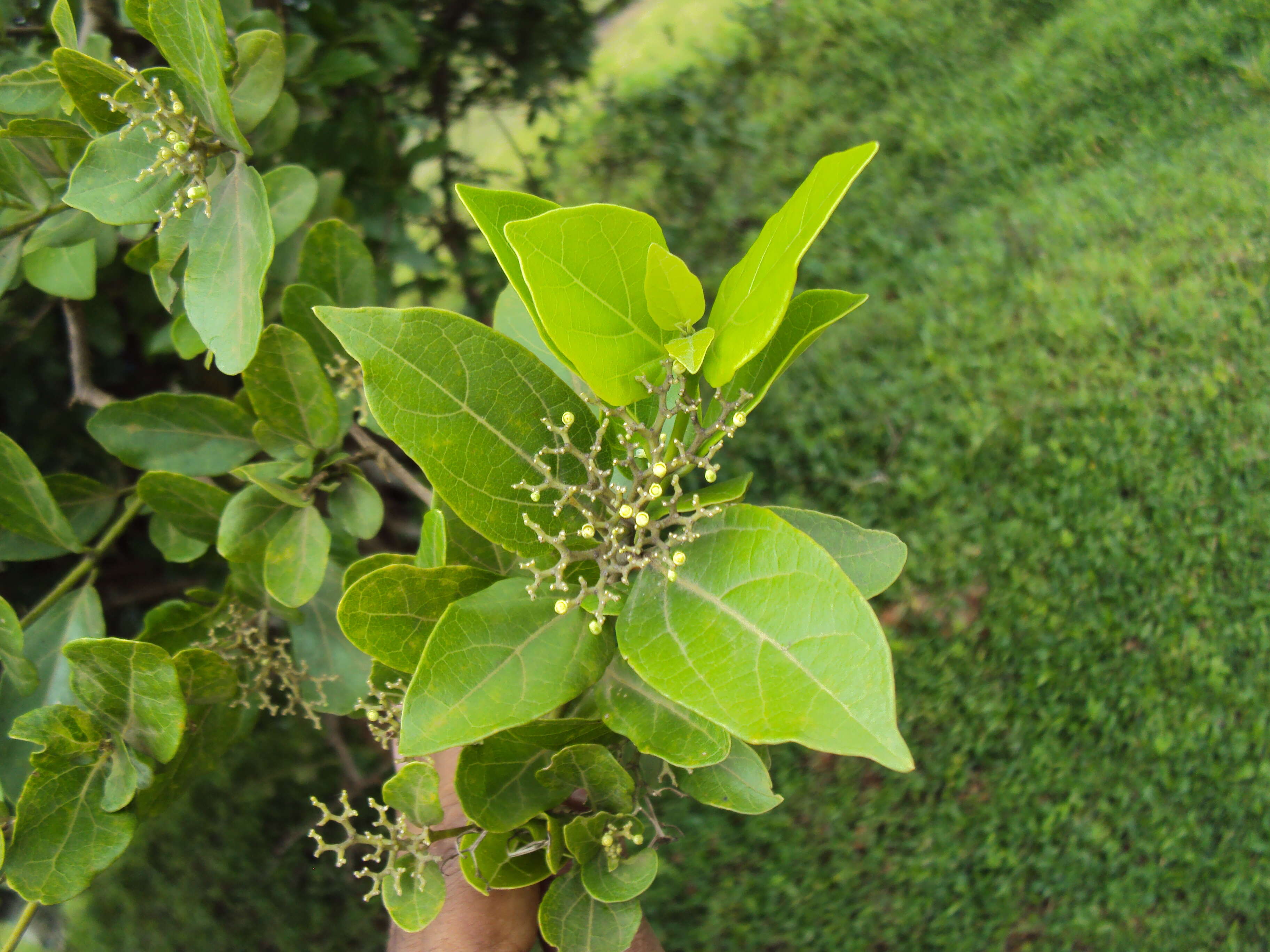 Image of premna