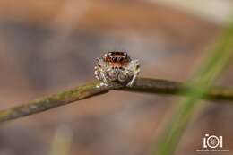 Image of Habronattus alachua Griswold 1987