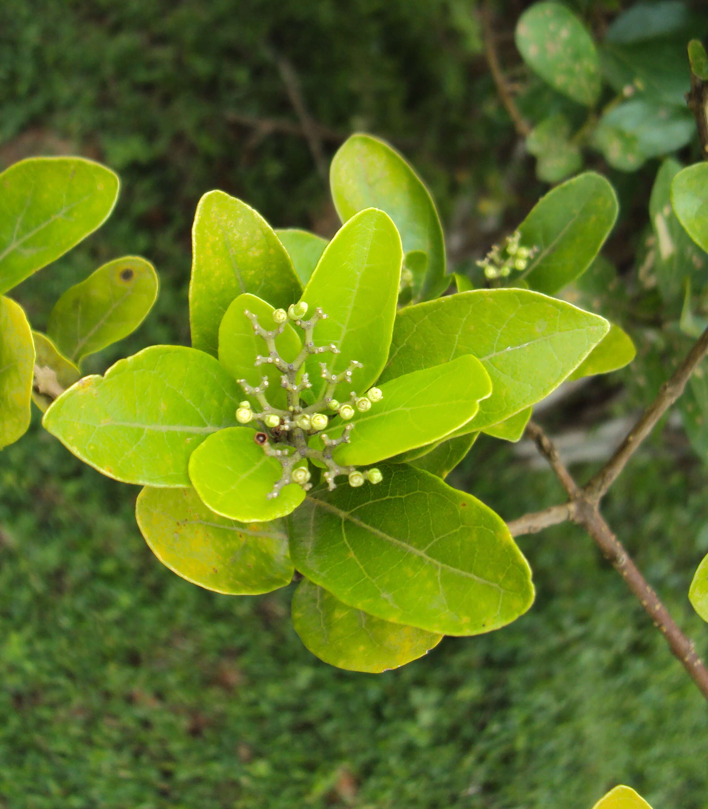 Image of premna