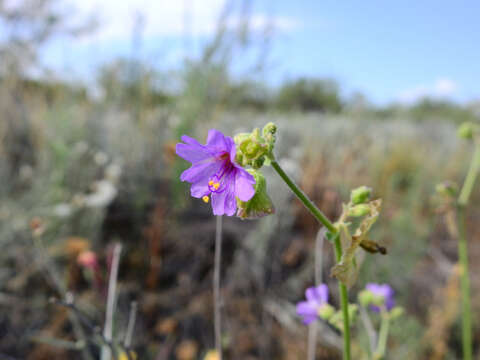 Image of Mirabilis ovata (Ruiz & Pav.) Meigen