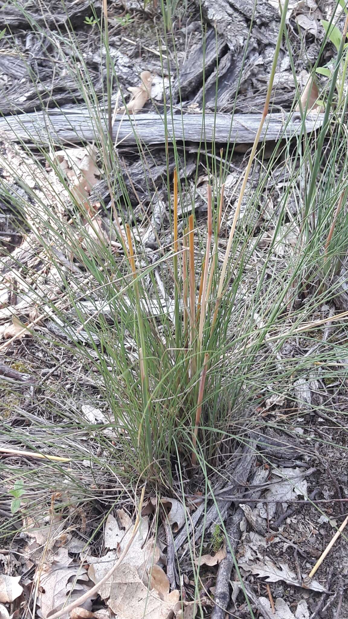 Image of Festuca paniculata (L.) Schinz & Thell.