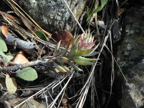 Слика од Petrosedum sediforme (Jacq.) V. Grulich