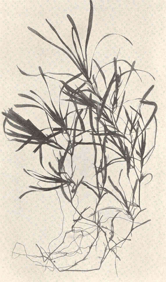 Image of Blunt-leaved Pondweed