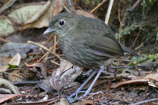 Image of Cundinamarca Antpitta