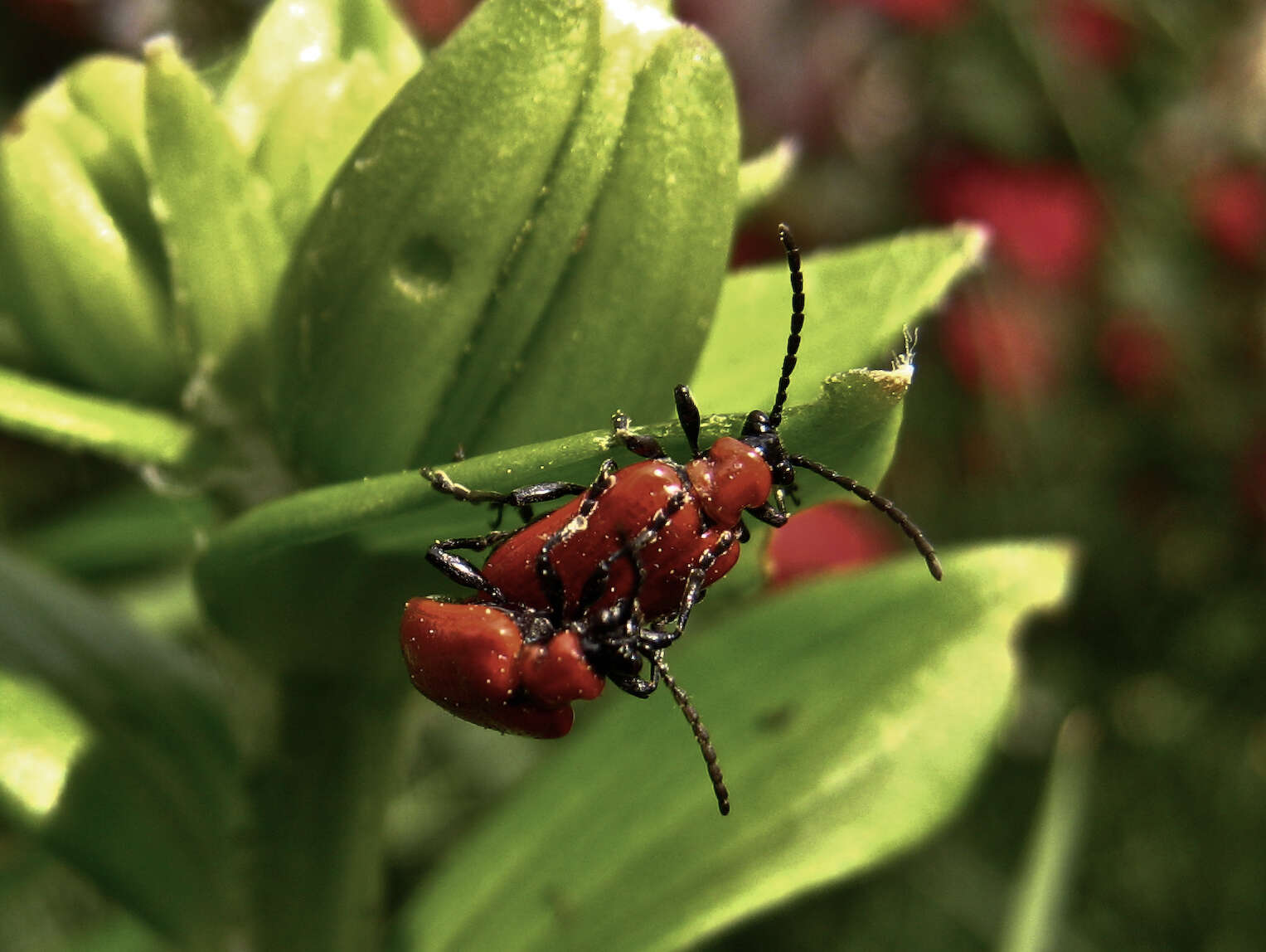 Image of Scarlet lily beetle