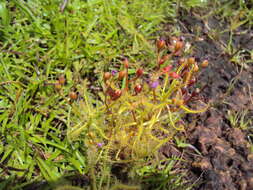 Image of Indian Sundew