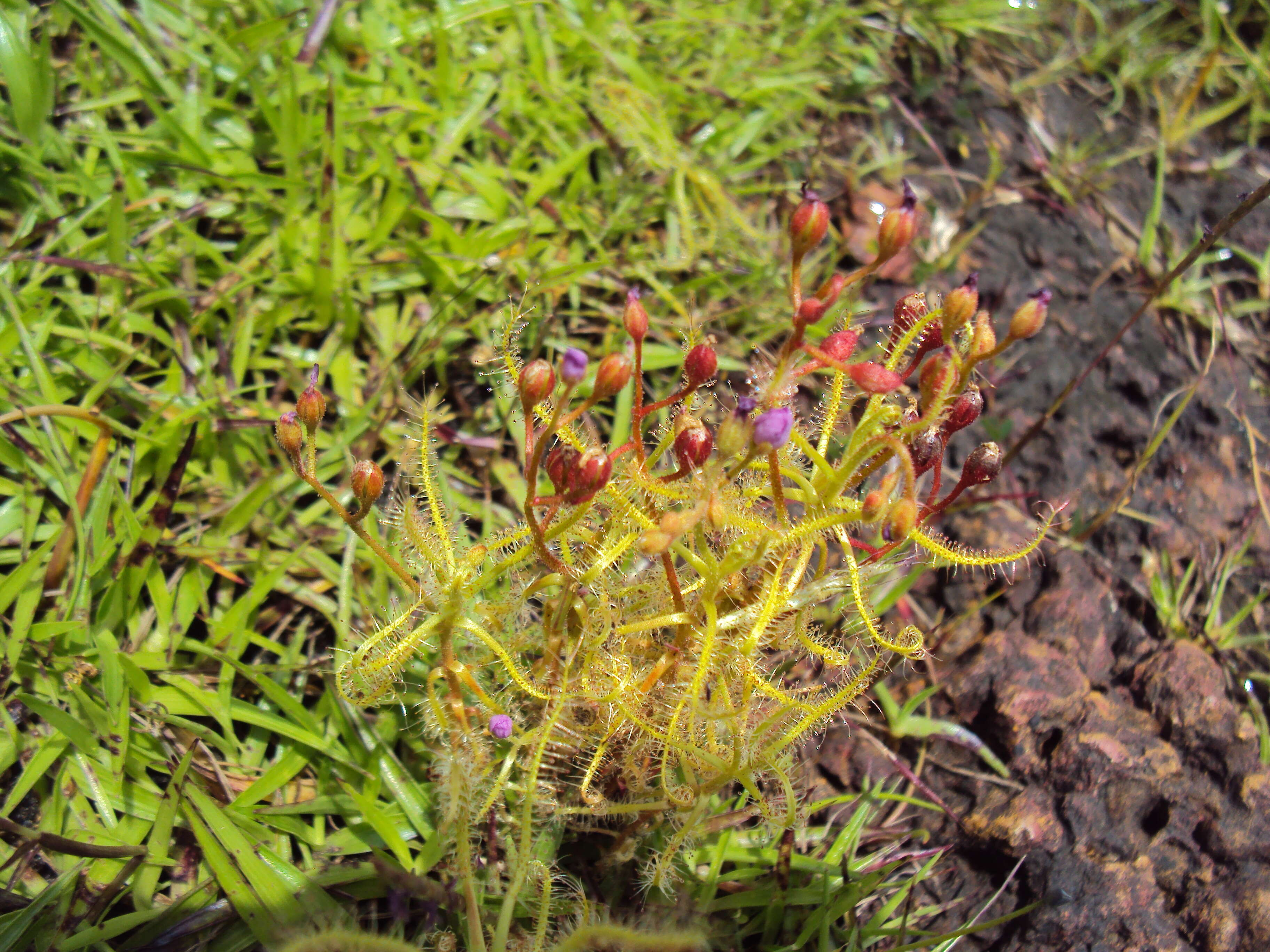 Image of Indian Sundew