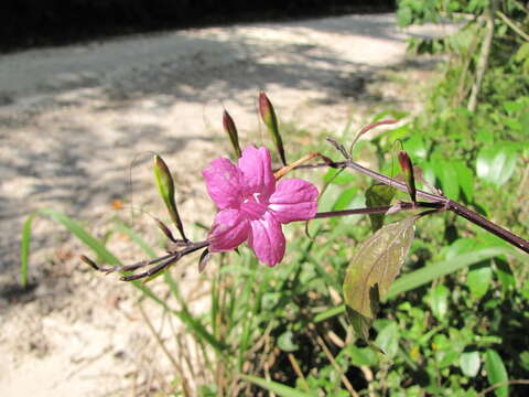 Image of Ruellia pereducta Standl. ex Lundell