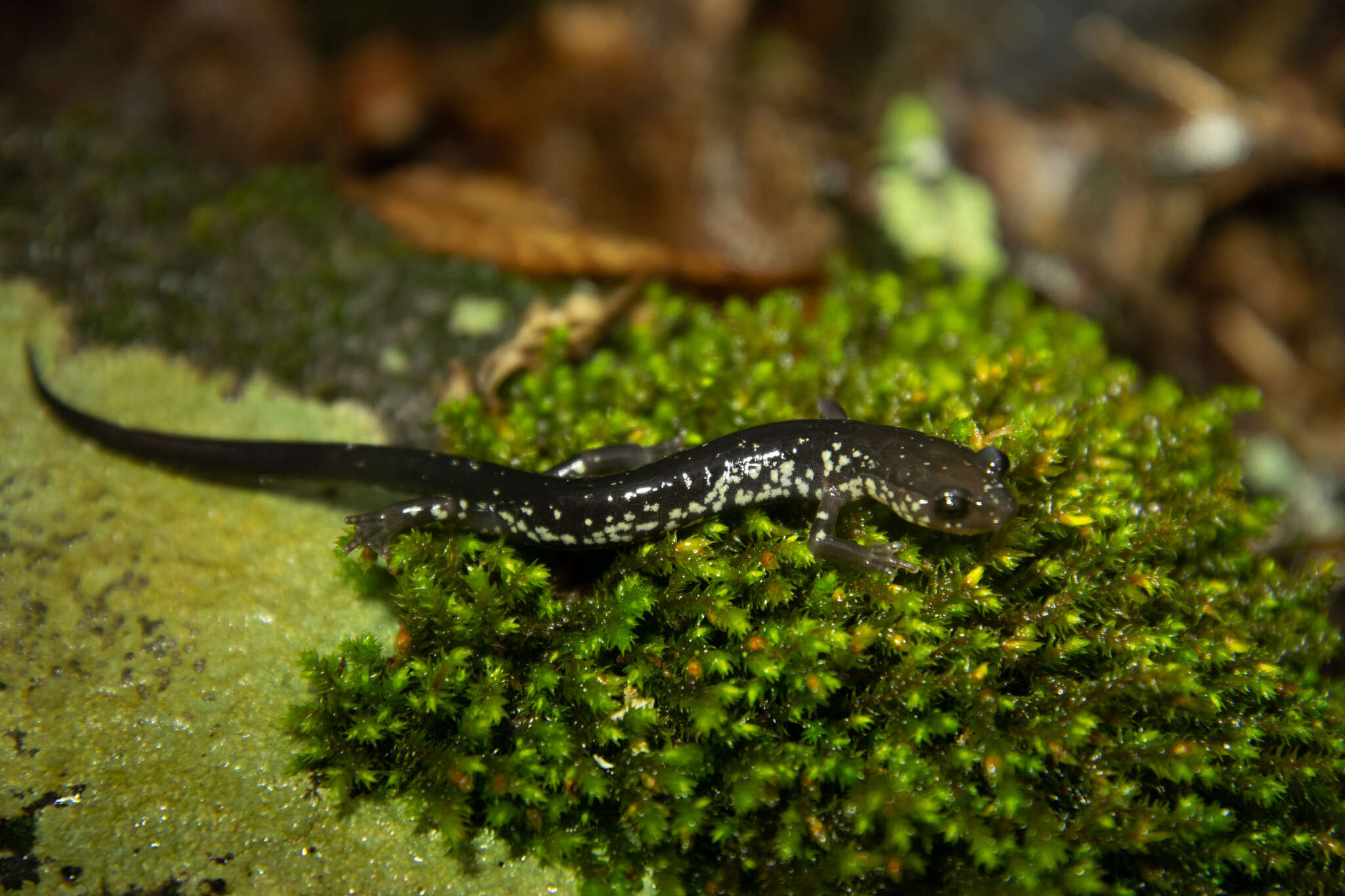 Image of White-spotted Salamander