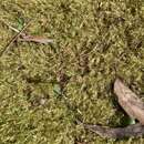 Image of Tall bird orchid