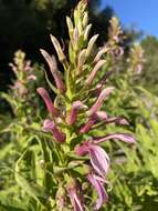 Imagem de Lobelia bridgesii Hook. & Arn.