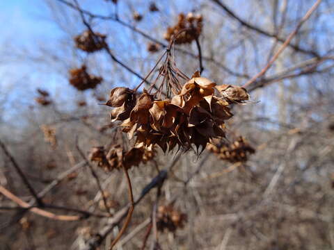 Image of common ninebark