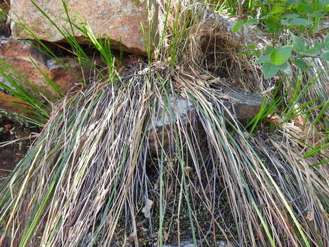 Image of Cyperus leptocladus Kunth