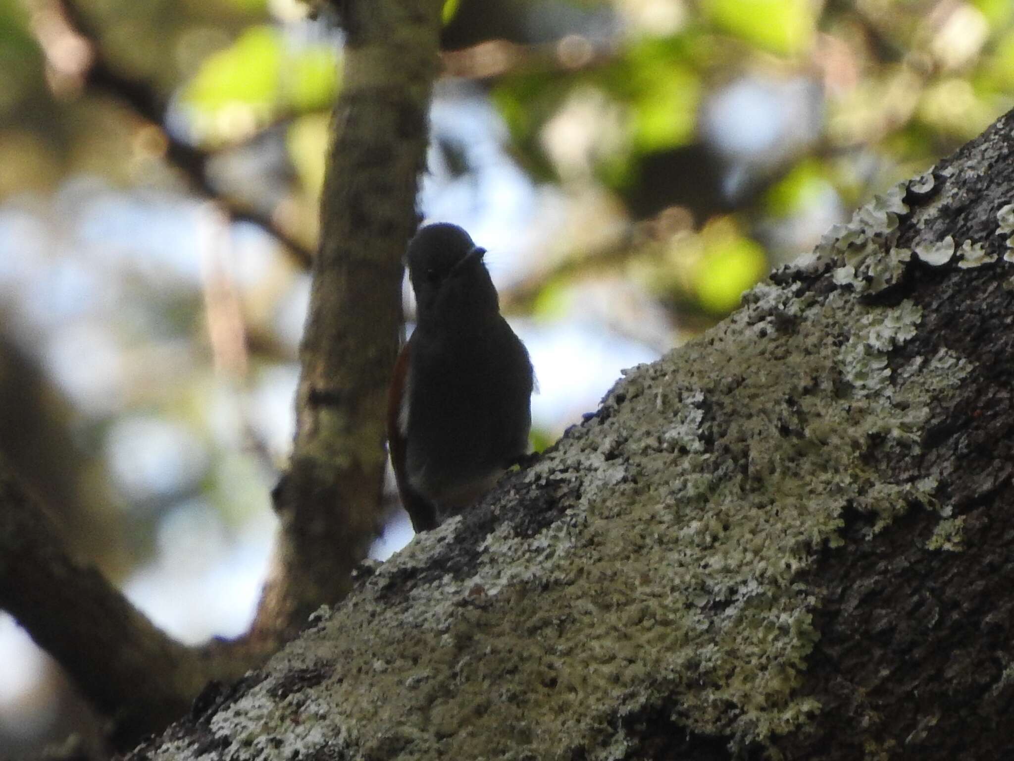 Image of African Paradise Flycatcher