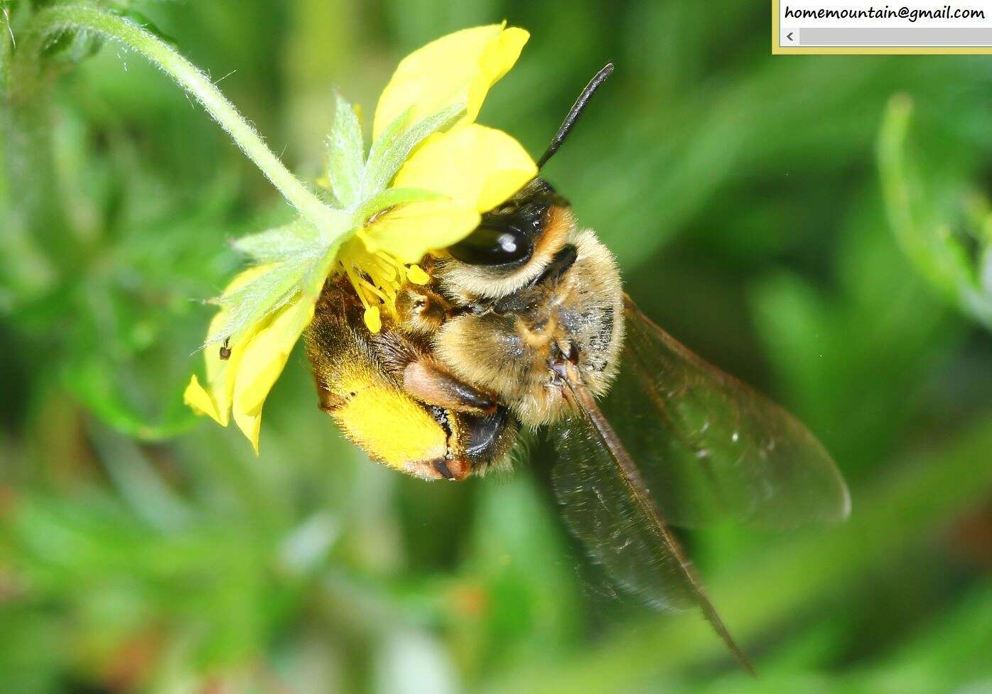 Image of Eucera pekingensis Yasumatsu 1946