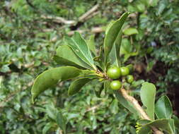 Image of governor's plum