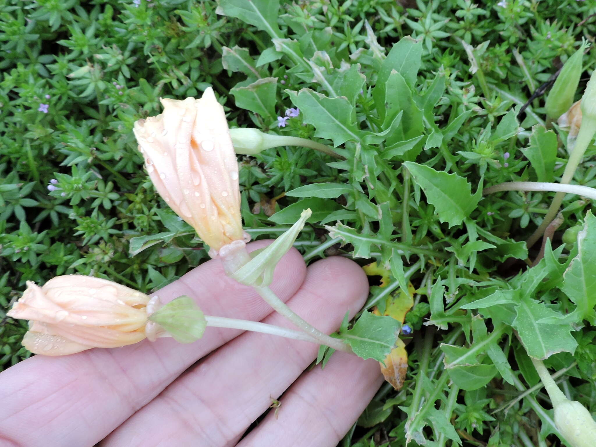 Image of Evening primrose