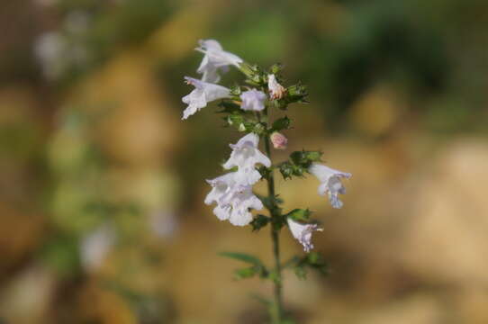 صورة Clinopodium nepeta subsp. nepeta