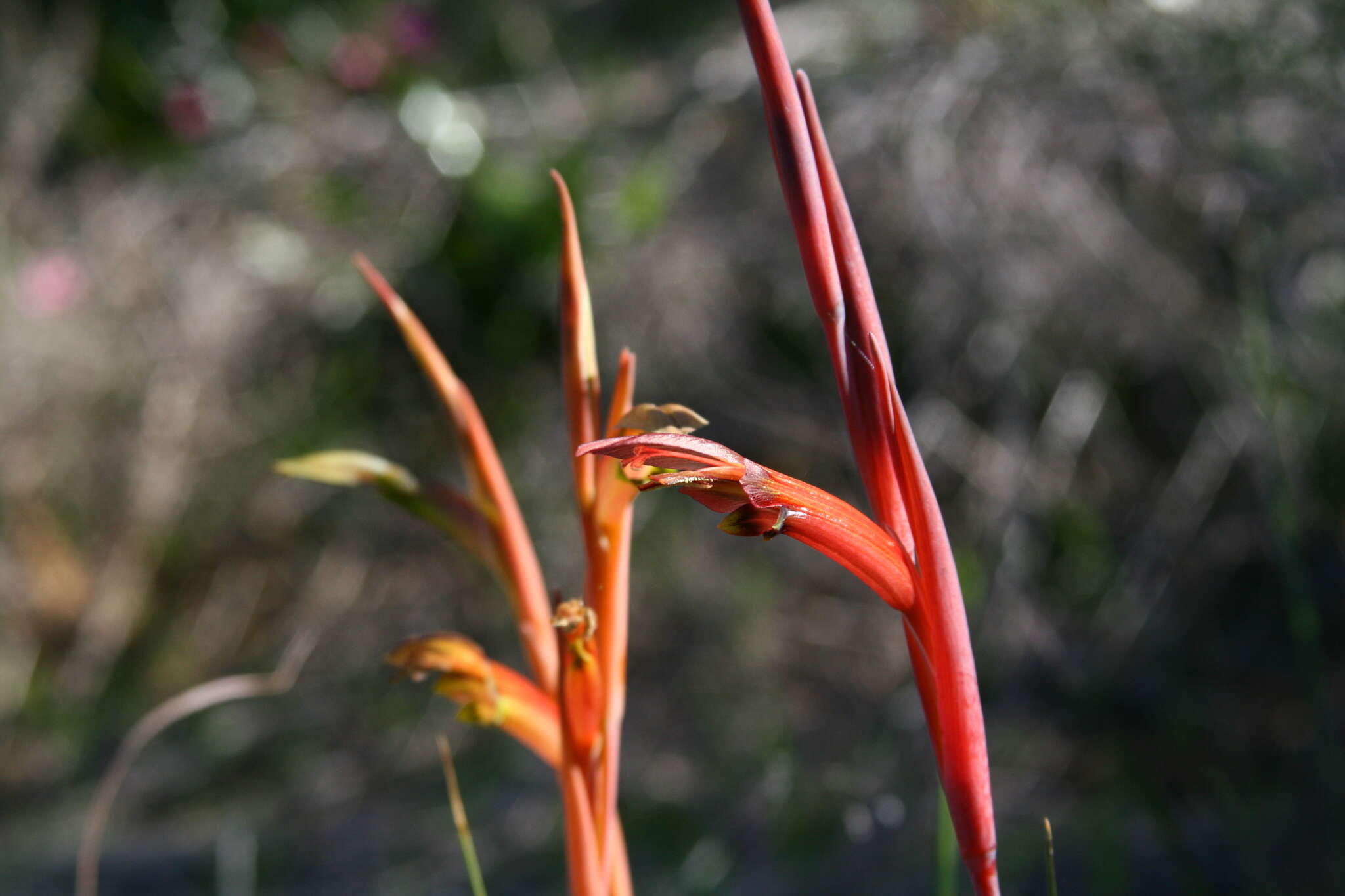 Gladiolus abbreviatus Andrews resmi