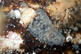 Image of Ascidian