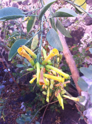 Image of tree tobacco