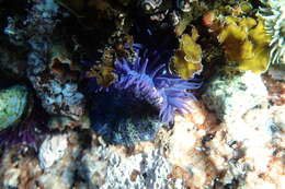 Image of Knobbly anemone