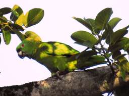 Image of Yellow-naped Amazon