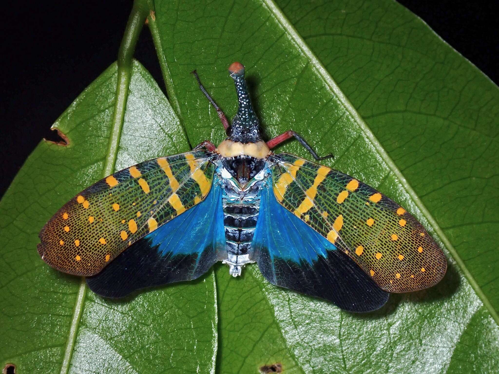 Image of Pyrops maquilinganus (Baker 1925)