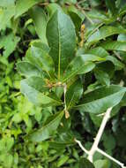 Слика од Hugonia mystax L.