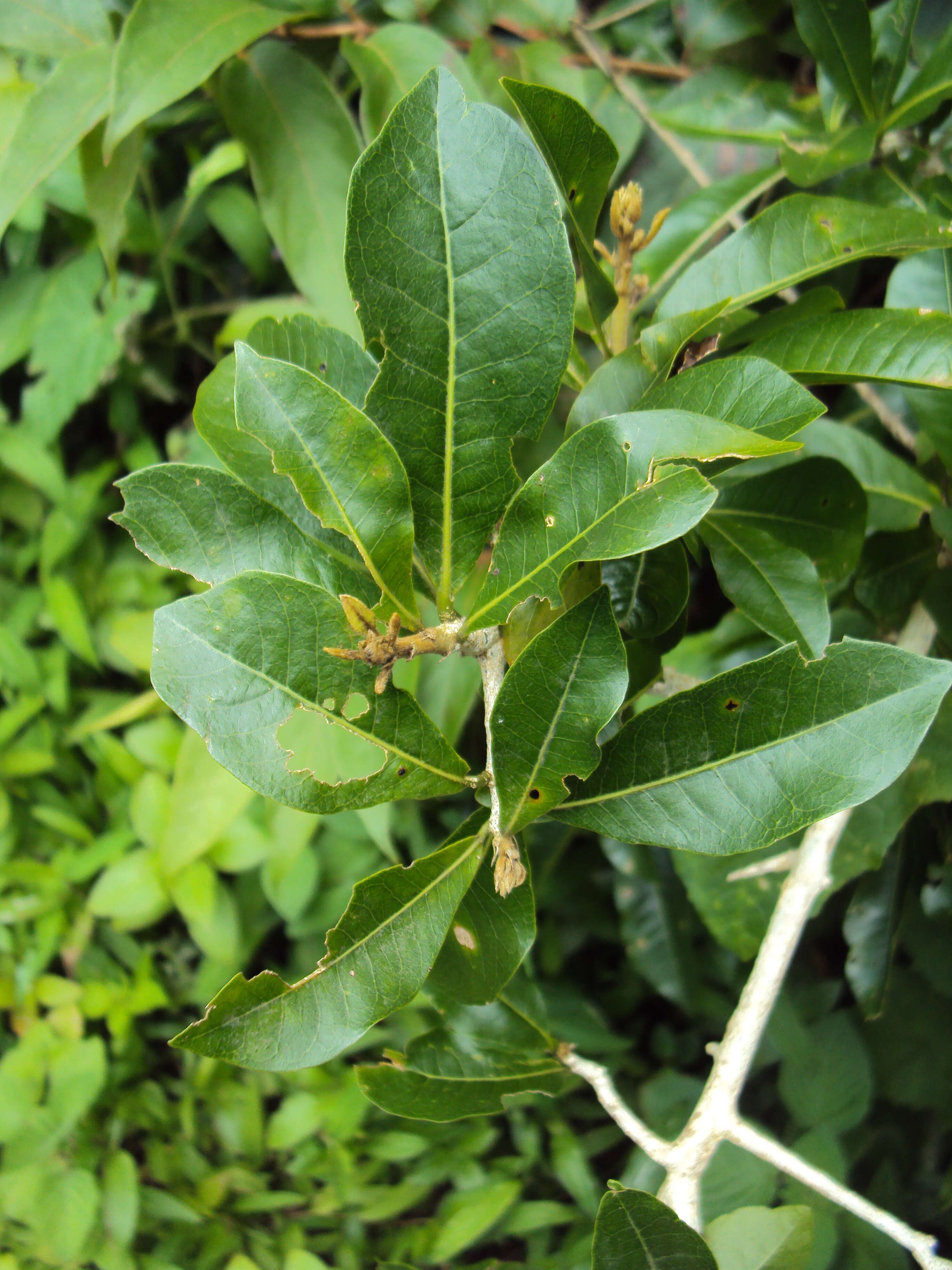 Слика од Hugonia mystax L.